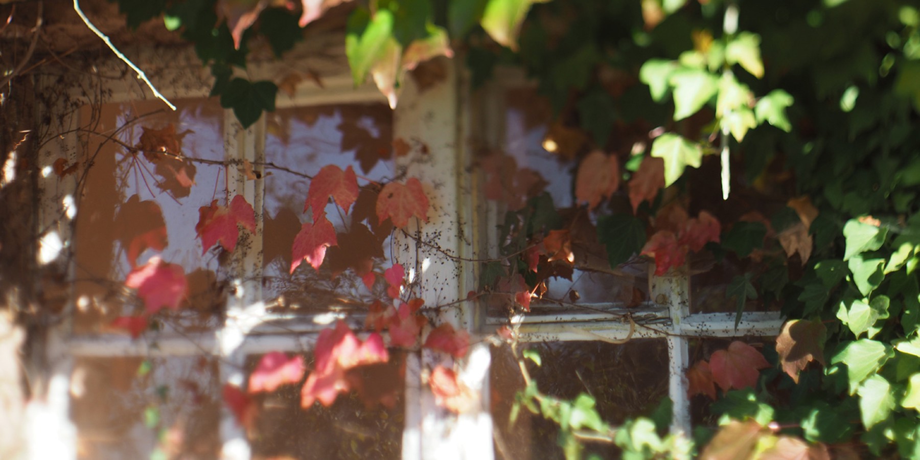 Rote Weinblätte vor Fenster